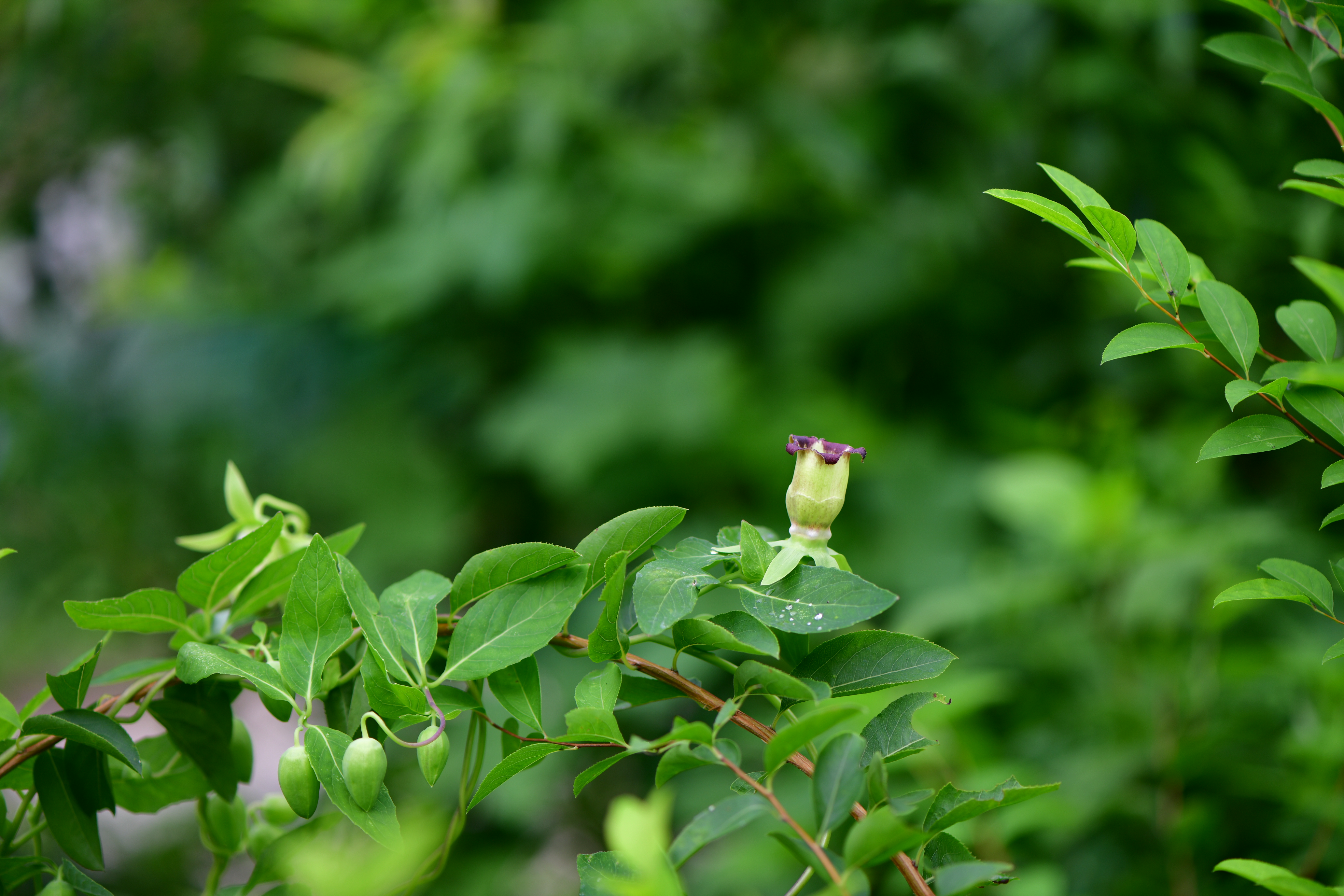 DSC_4655.JPG