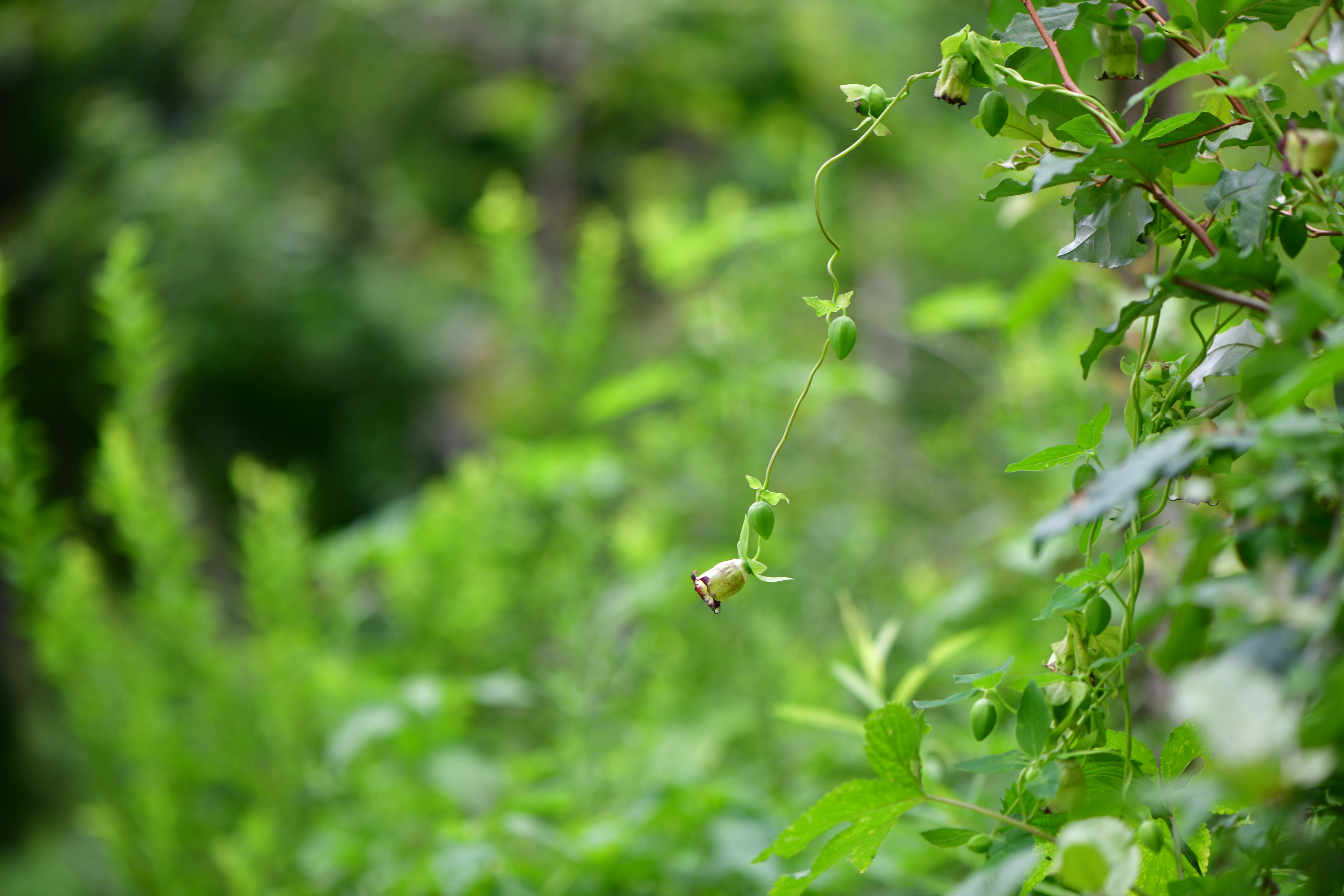 DSC_4612.JPG