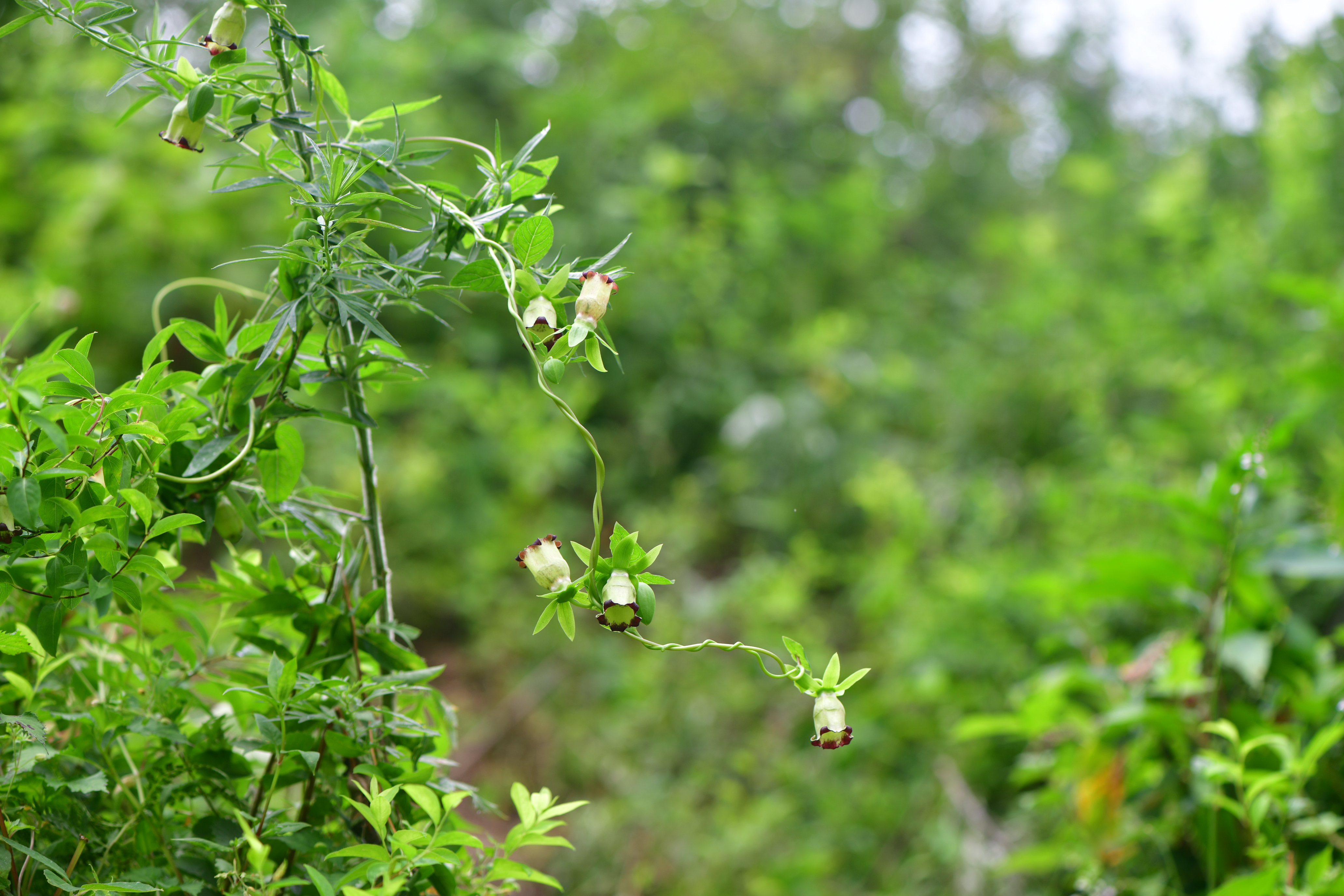 DSC_4684.JPG