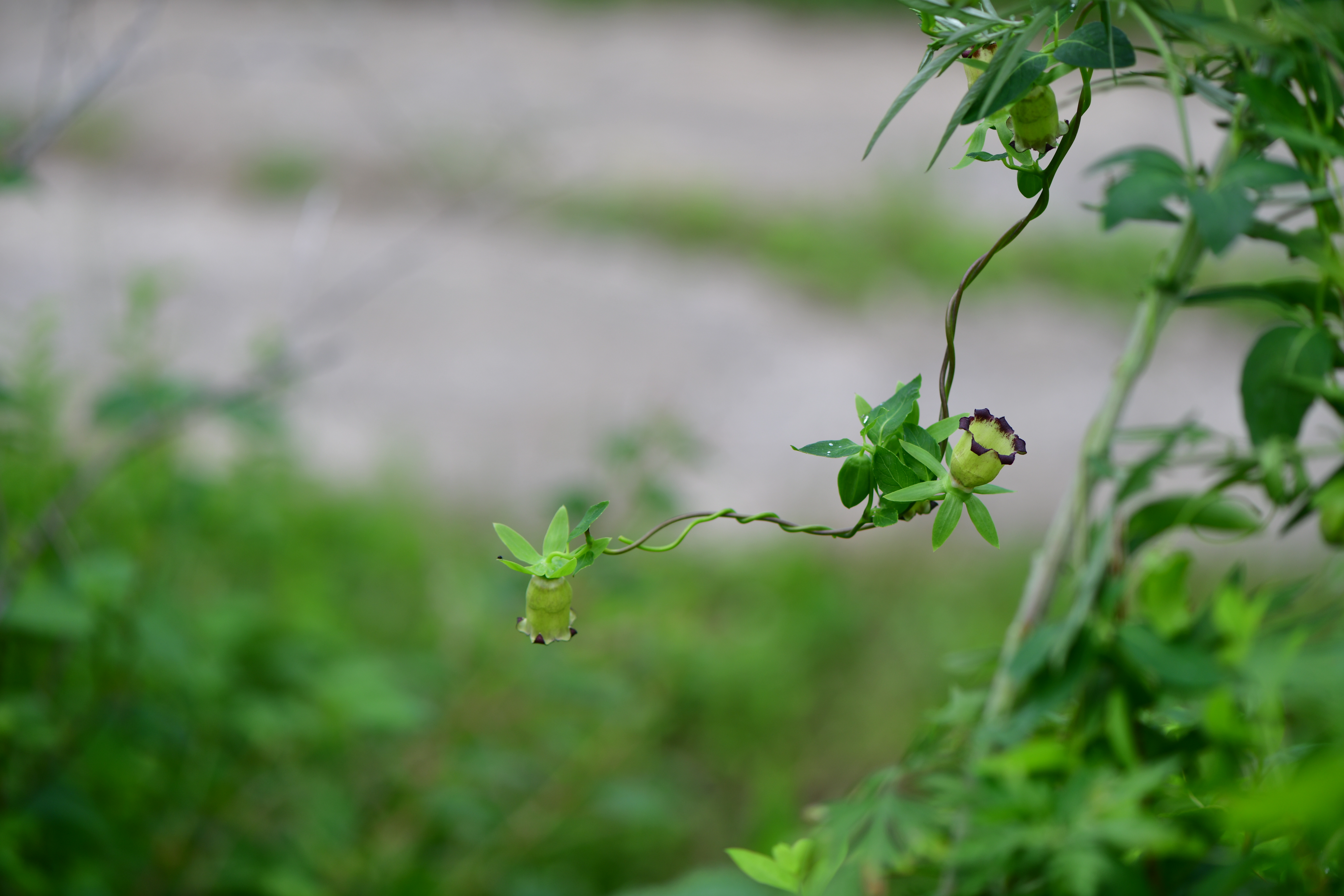 DSC_4660.JPG