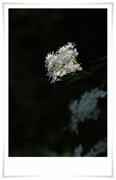 DSC_3555-1.jpg