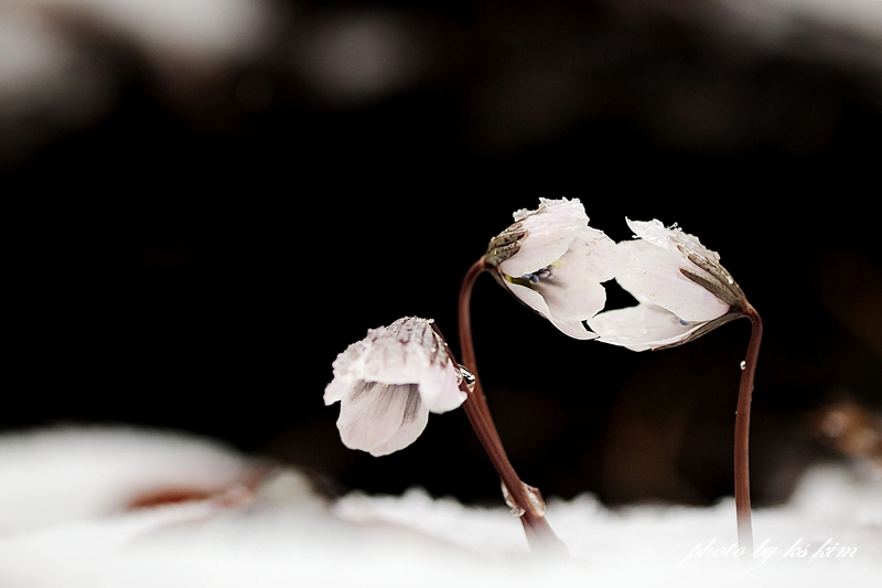 DSC_7132a.jpg