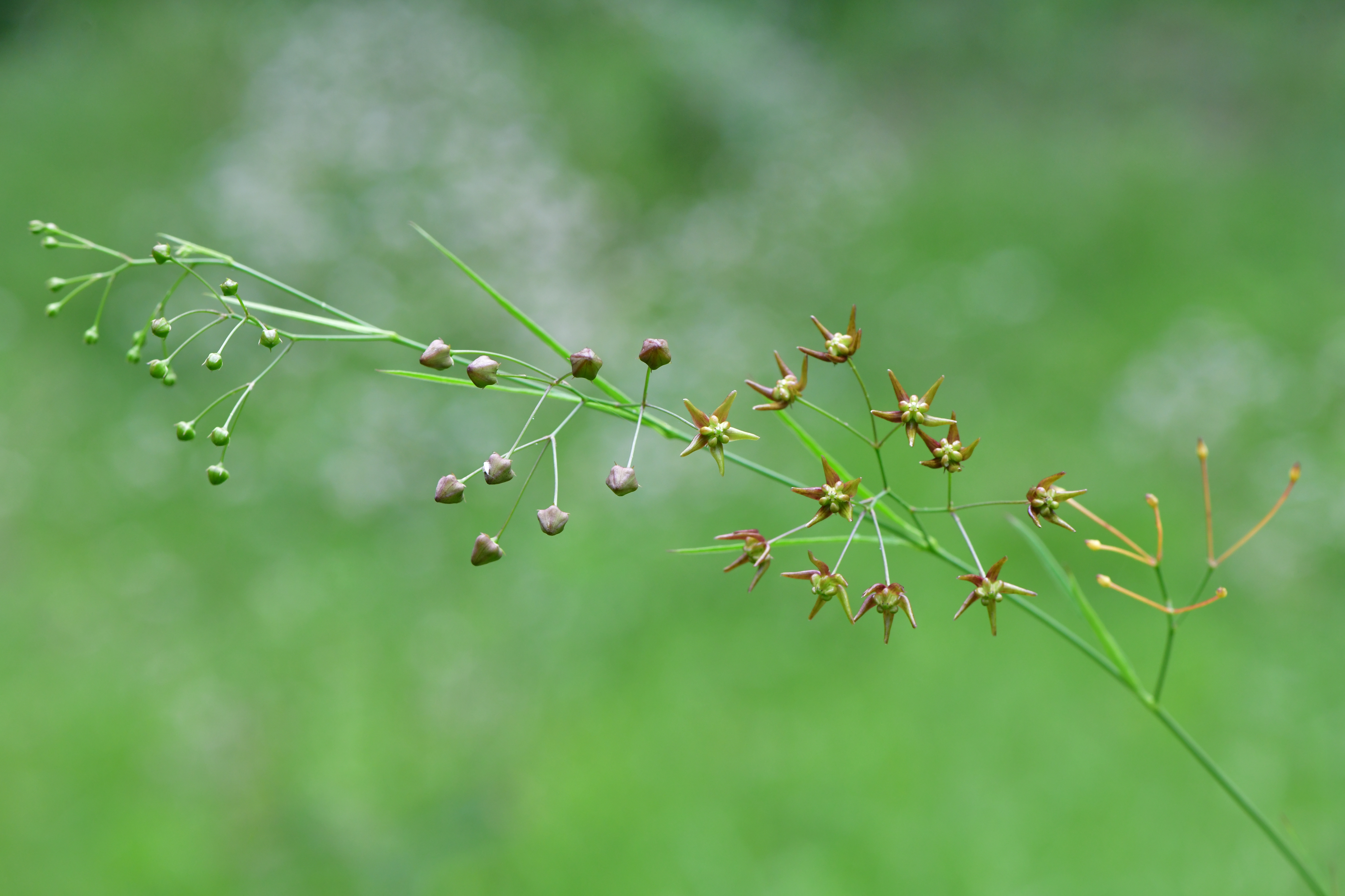 DSC_3335.JPG