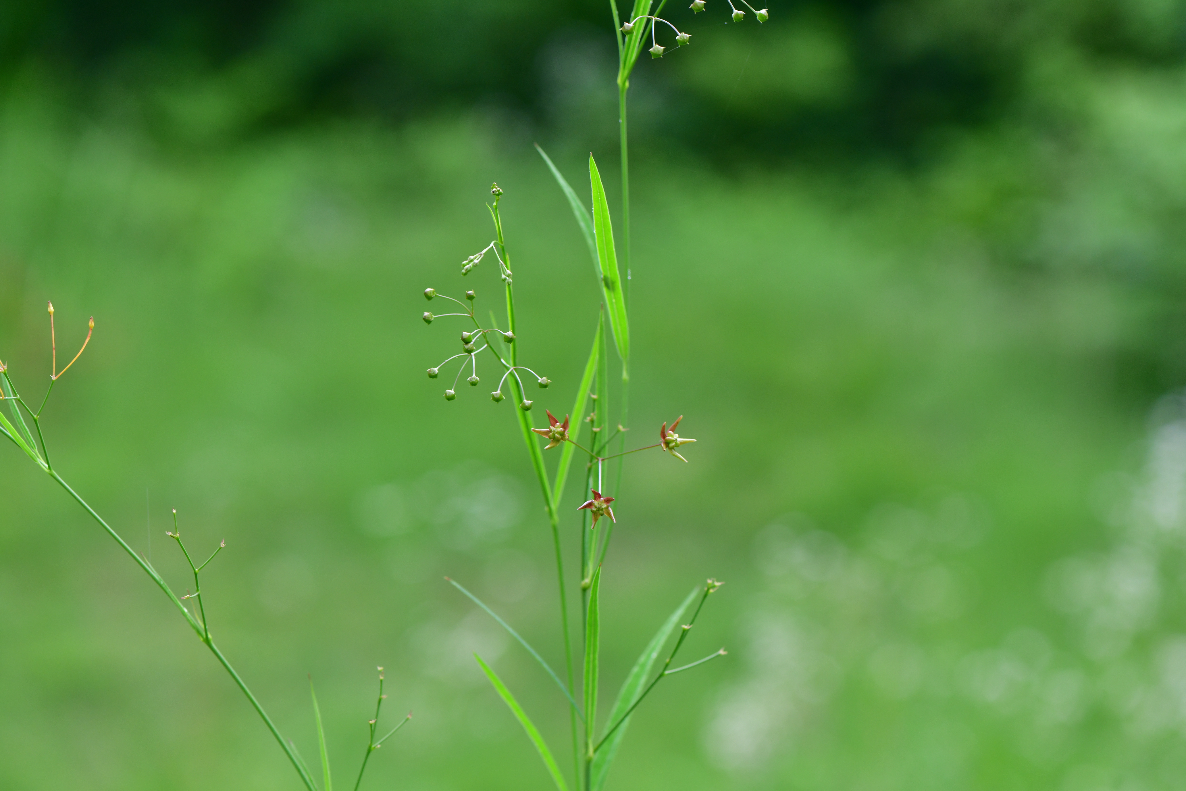 DSC_3327.JPG