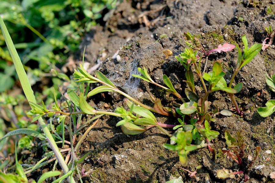DSC_0633.jpg