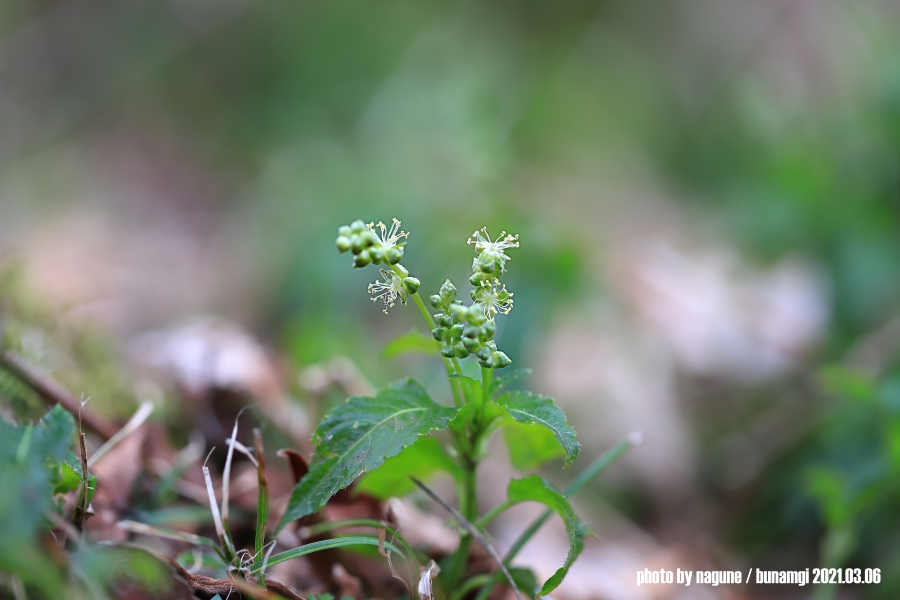 산쪽풀1.jpg