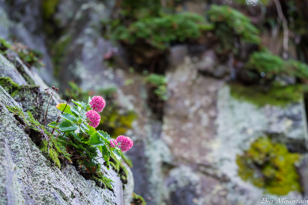 _DSC9663.jpg
