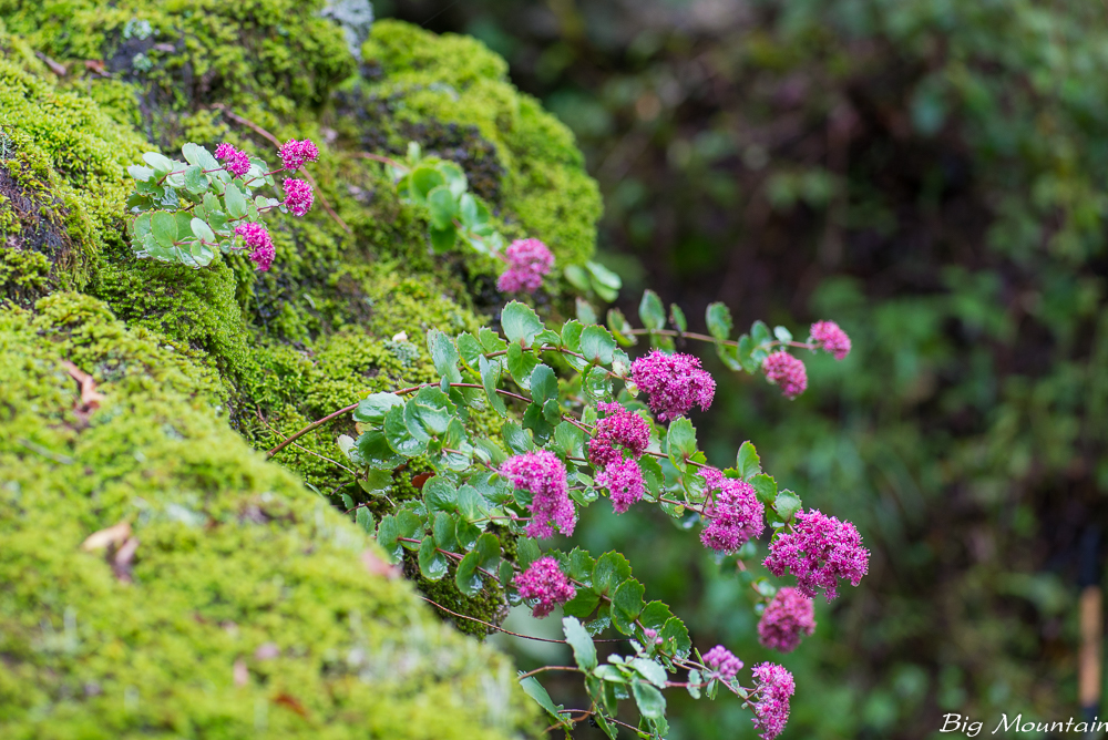 _DSC9642.jpg