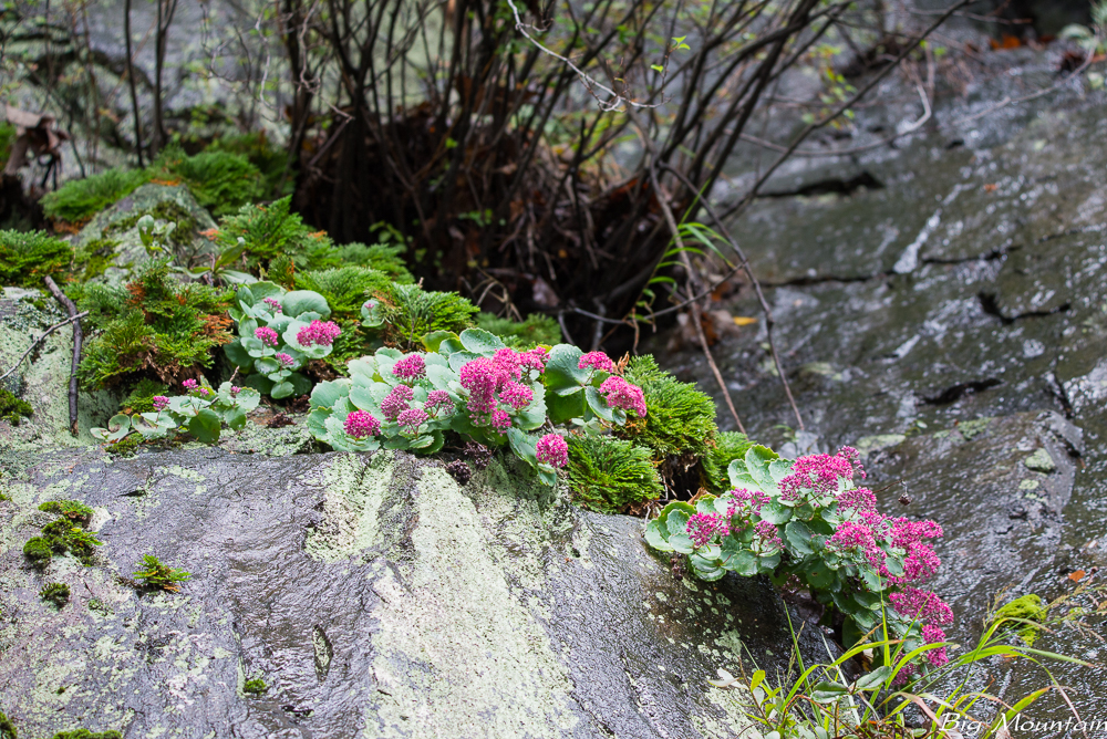 _DSC9683.jpg