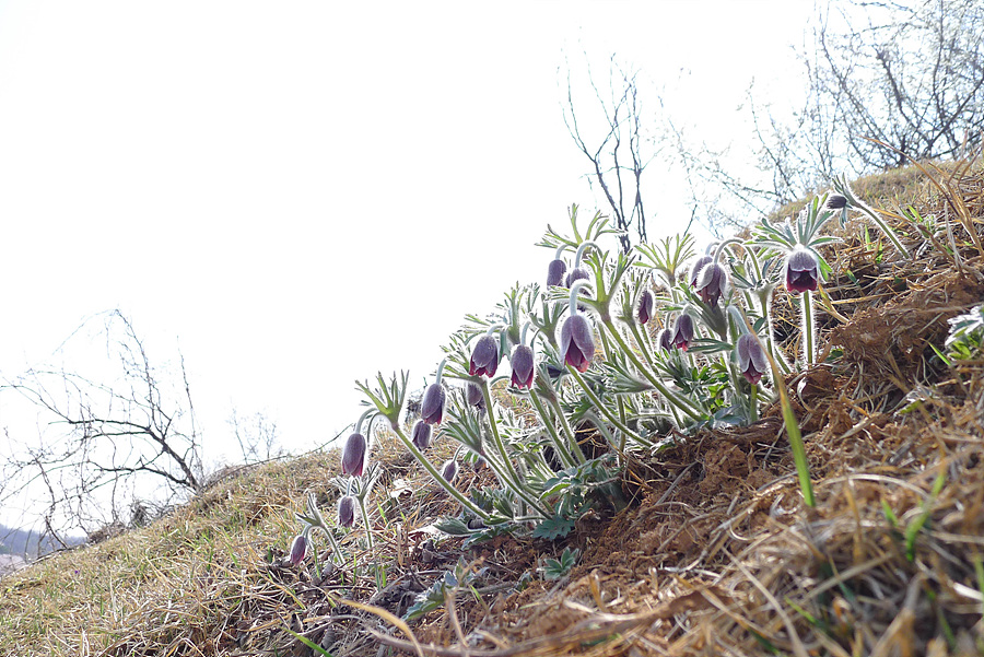 20130419-L1060112.jpg