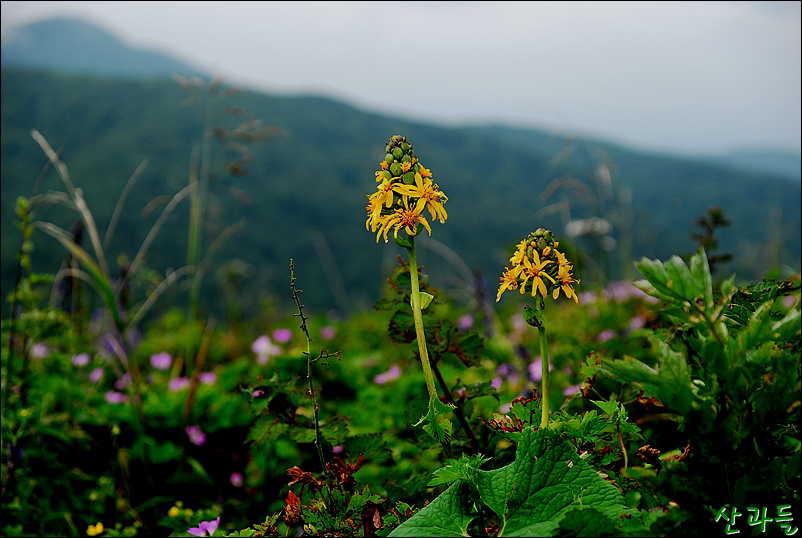 DSC_2908.jpg