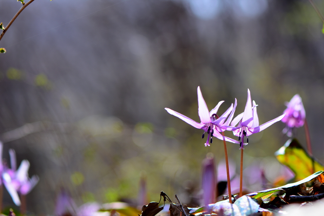 DSC_9648.JPG