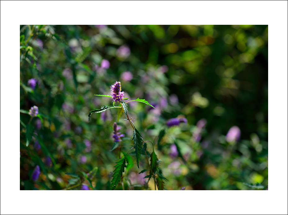 DSC_8289.jpg