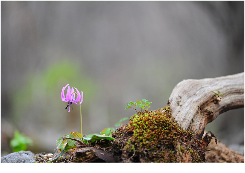 DSC_2555-1.jpg