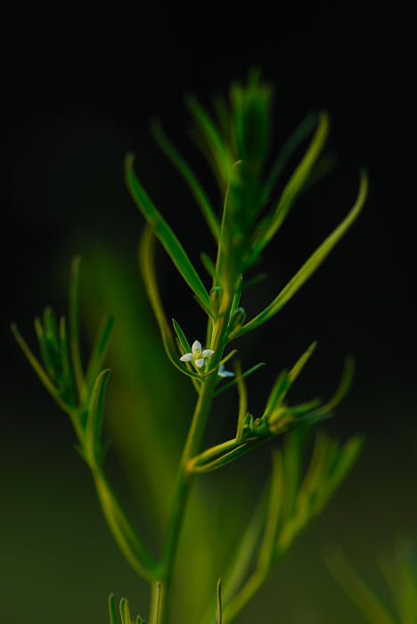 DSC_1446-1.jpg
