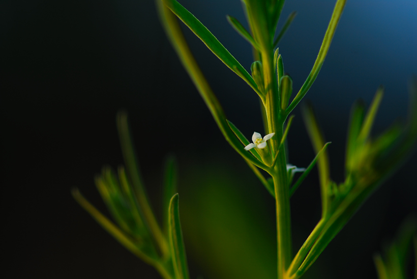 DSC_1442-1.jpg