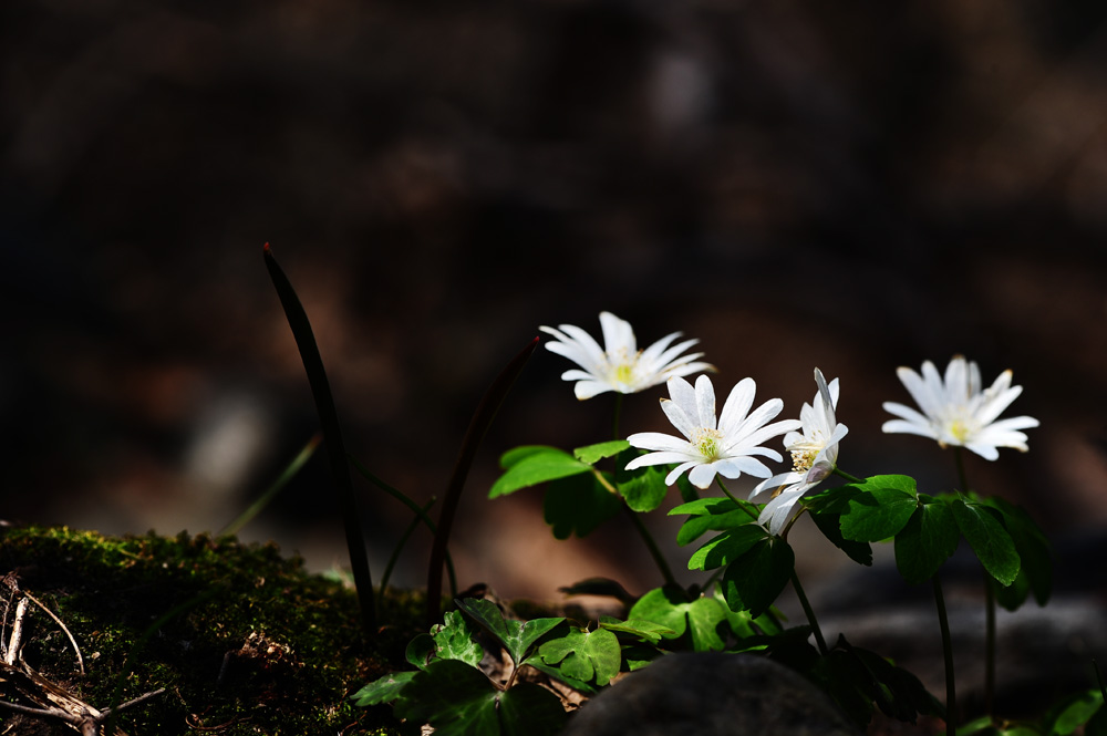 DSC_3125-1.jpg