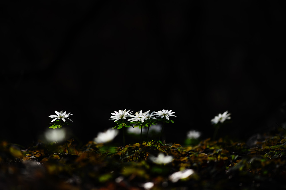 DSC_3233-1.jpg