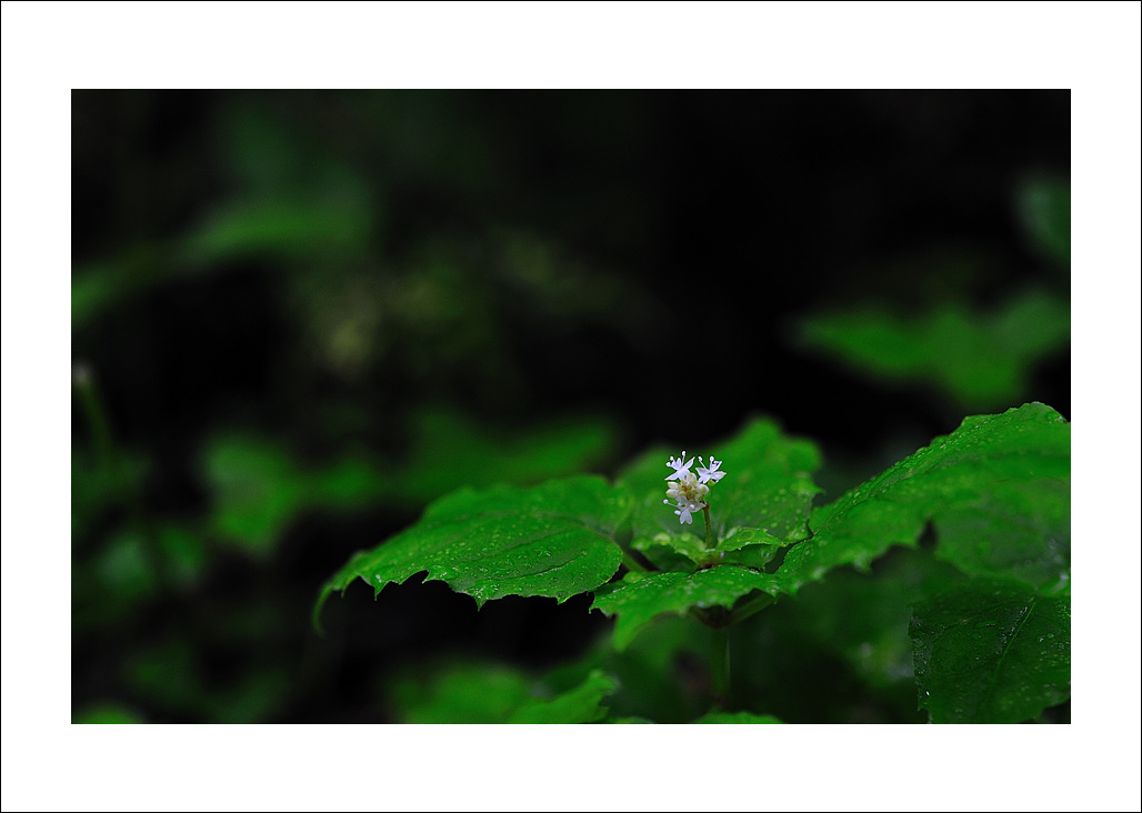 DSC_2544.jpg