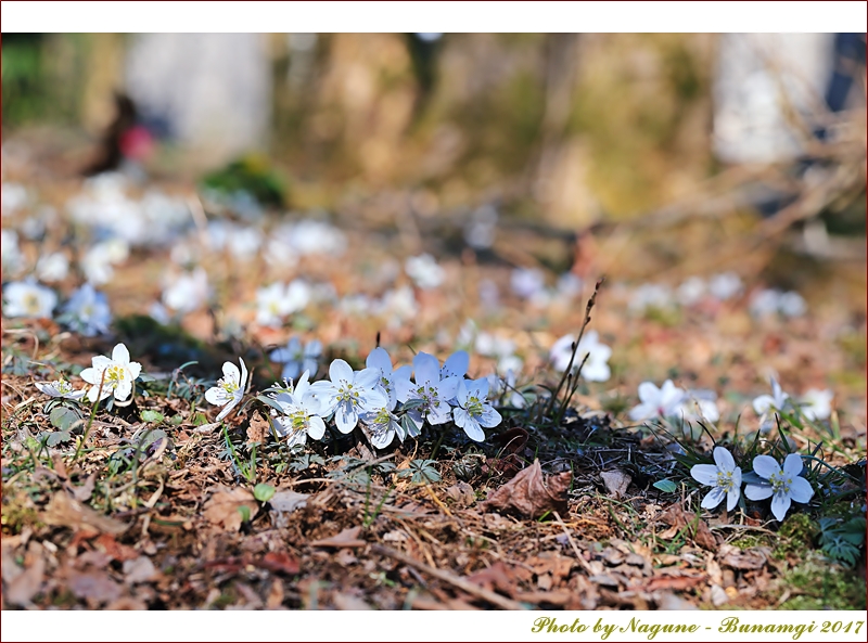 변산바람꽃절물_1808.JPG