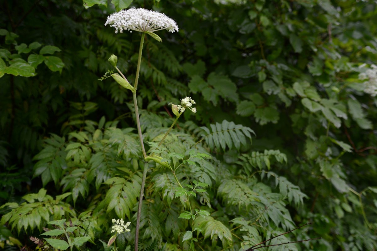 DSC_6897.JPG