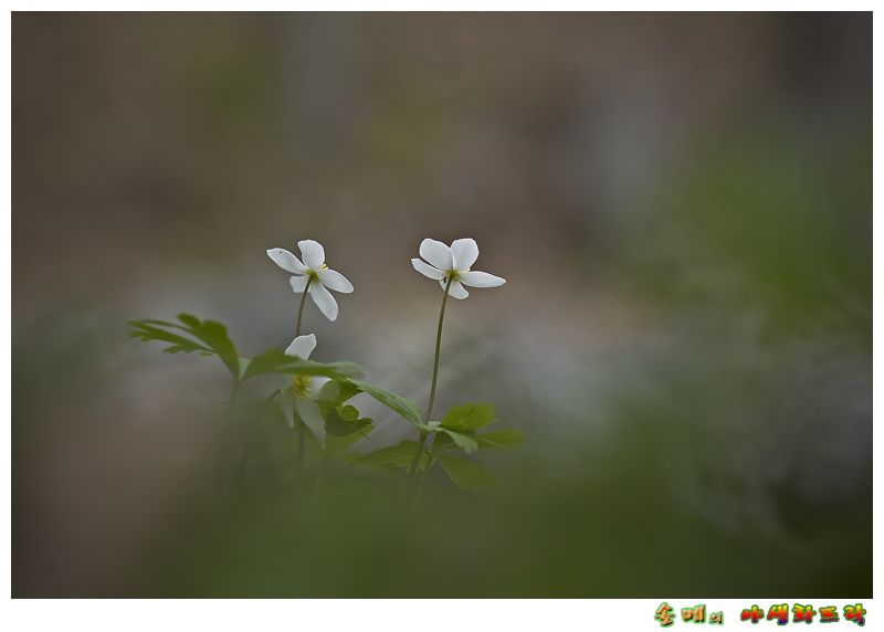 DSC_2116-1.jpg