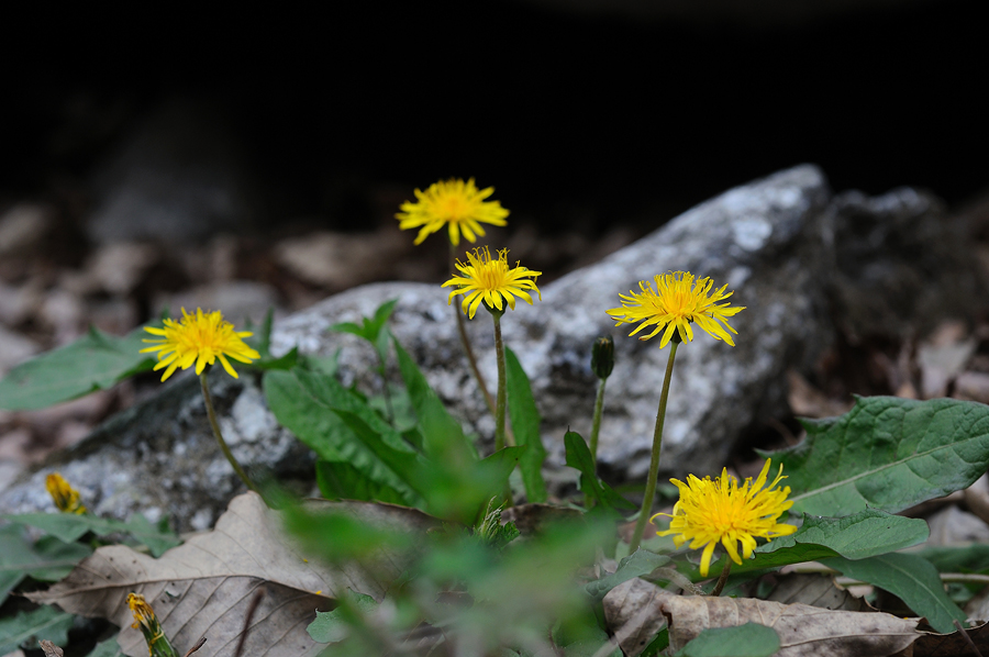 DSC_0782.jpg