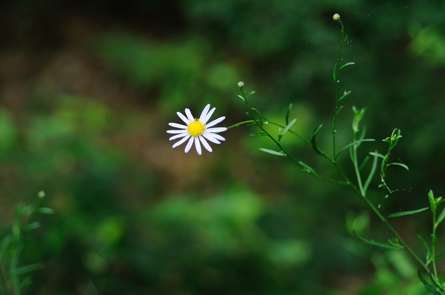 DSC_0986.JPG