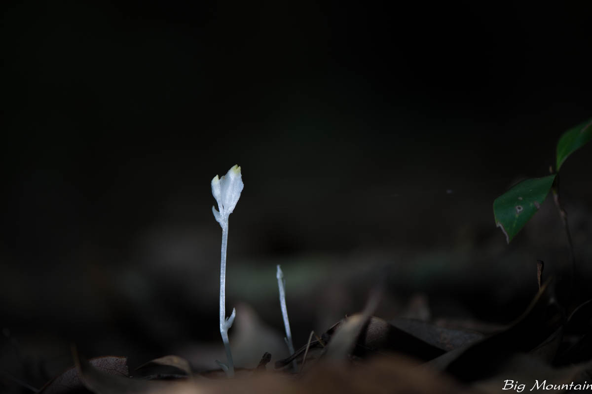 04A65FD9-D345-4806-83FA-29471D5F73F0.jpeg
