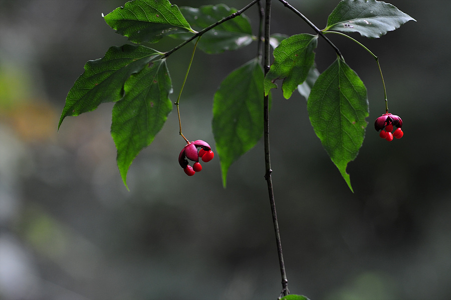 DSC_9627.jpg