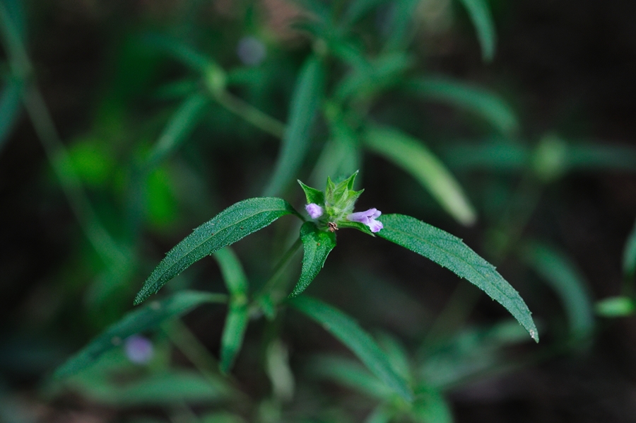 DSC_7455.JPG