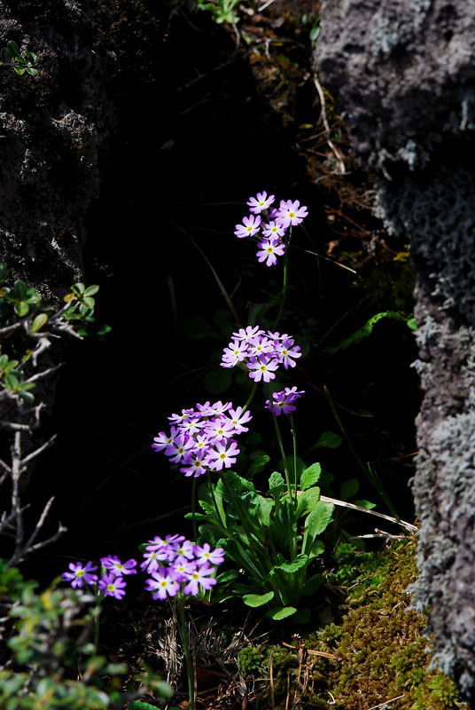 DSC_0373-1.jpg