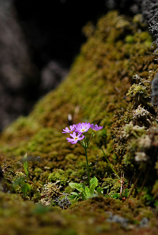 DSC_0381-1.jpg