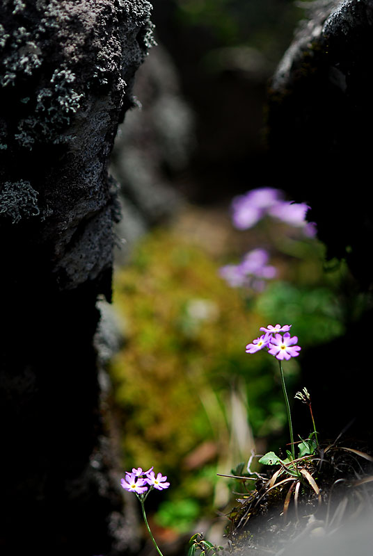 DSC_0360-1.jpg
