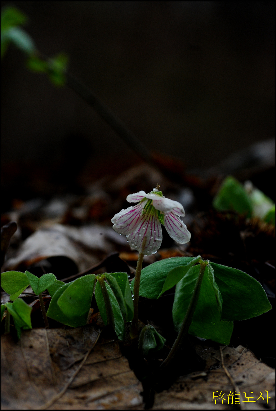 DSC_0184.jpg