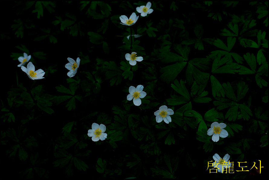 DSC_0303.jpg