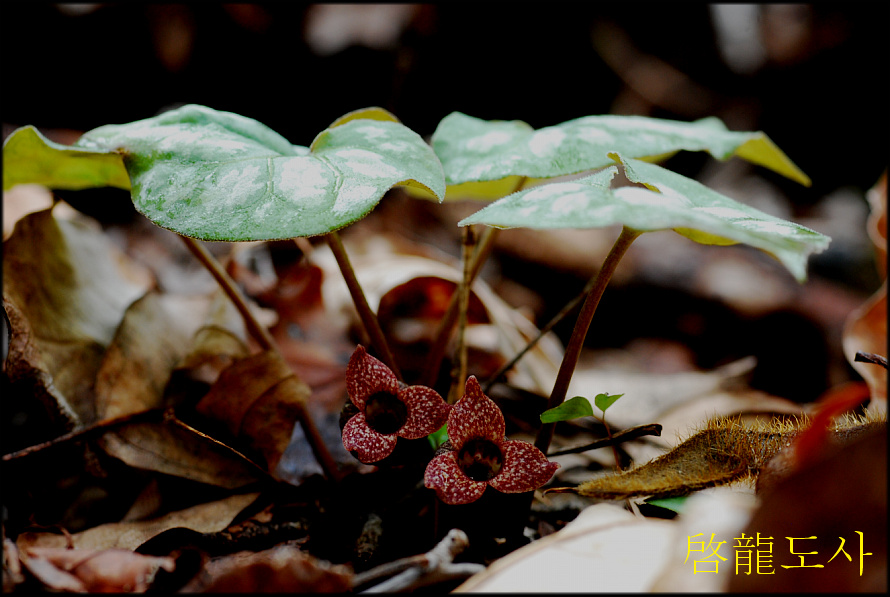 DSC_0237.jpg