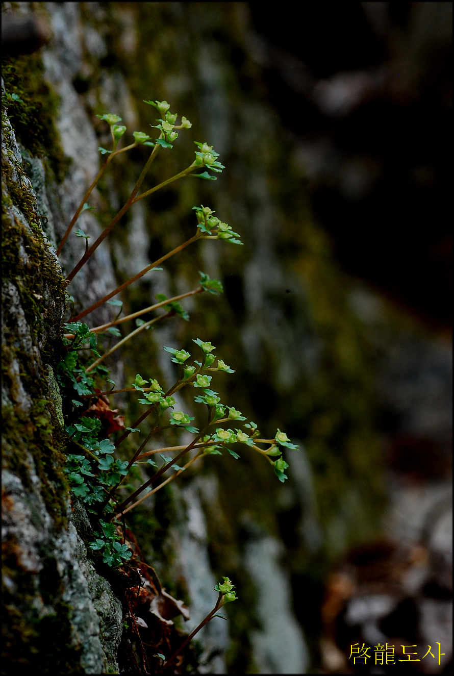 DSC_0276.jpg