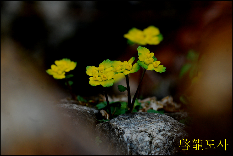 DSC_0321.jpg