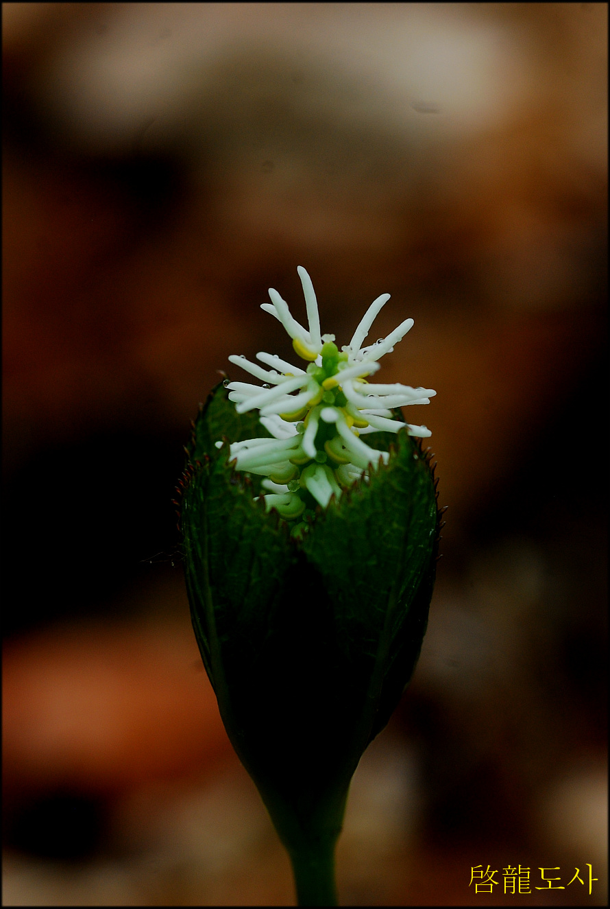 DSC_0171.jpg