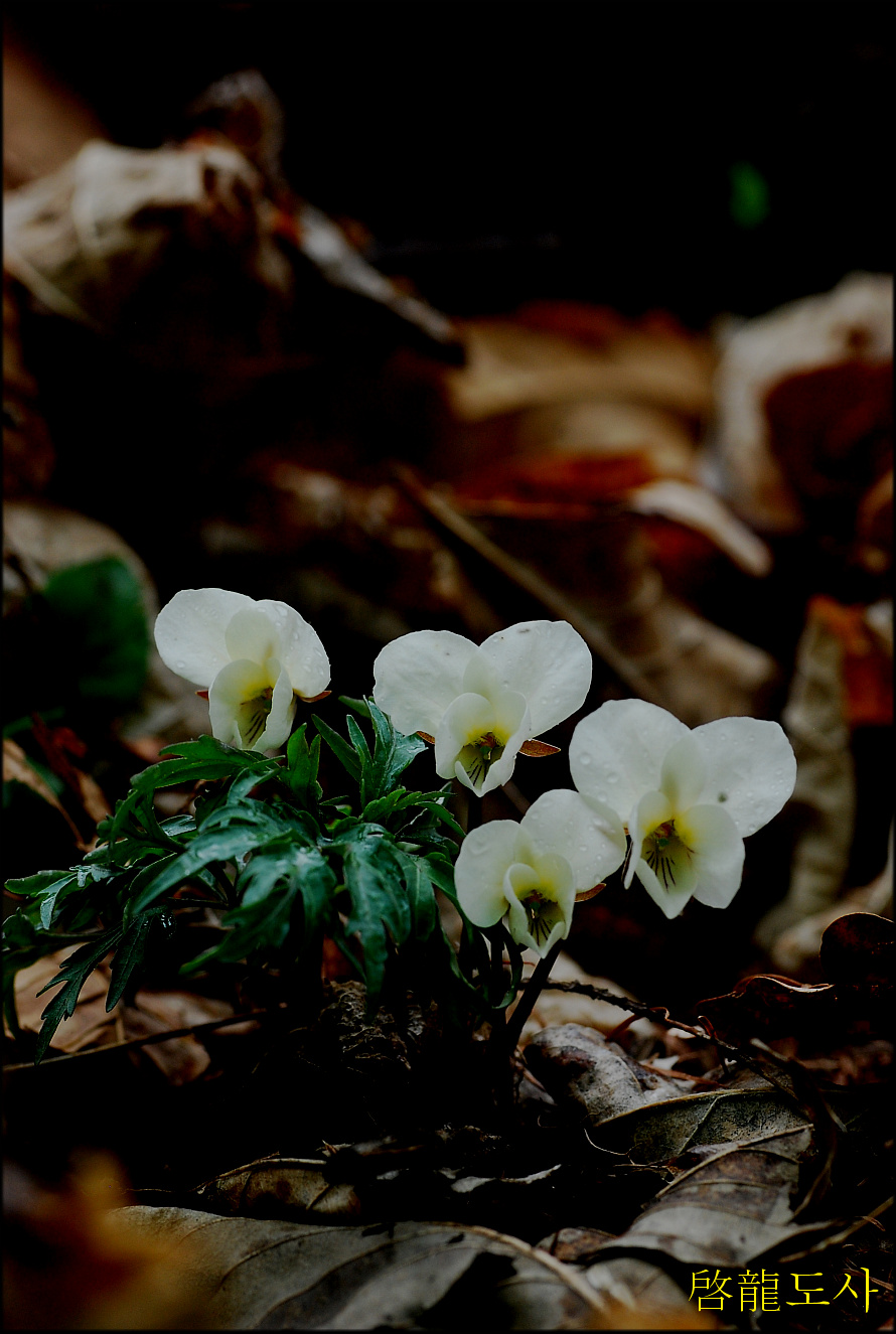 DSC_0166.jpg