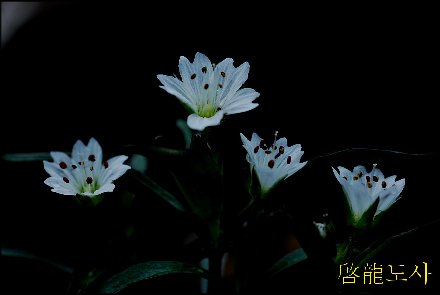 DSC_0252.jpg