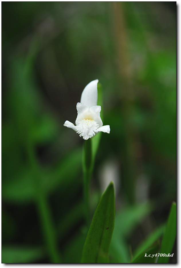 DSC_4337.jpg