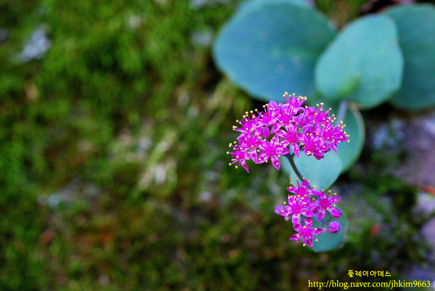 DSC_9067.jpg