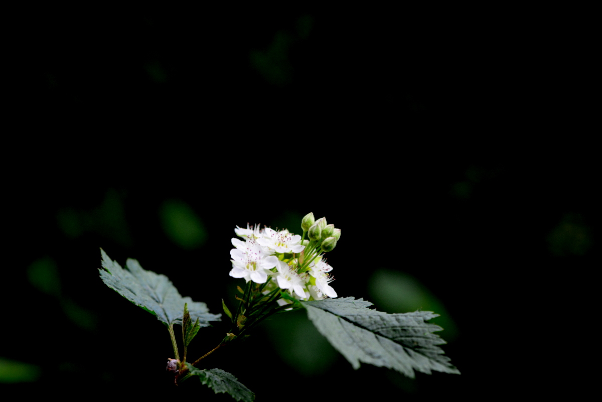 DSC_0412-001.JPG