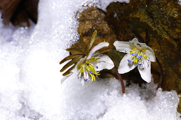 변산바람꽃1.jpg