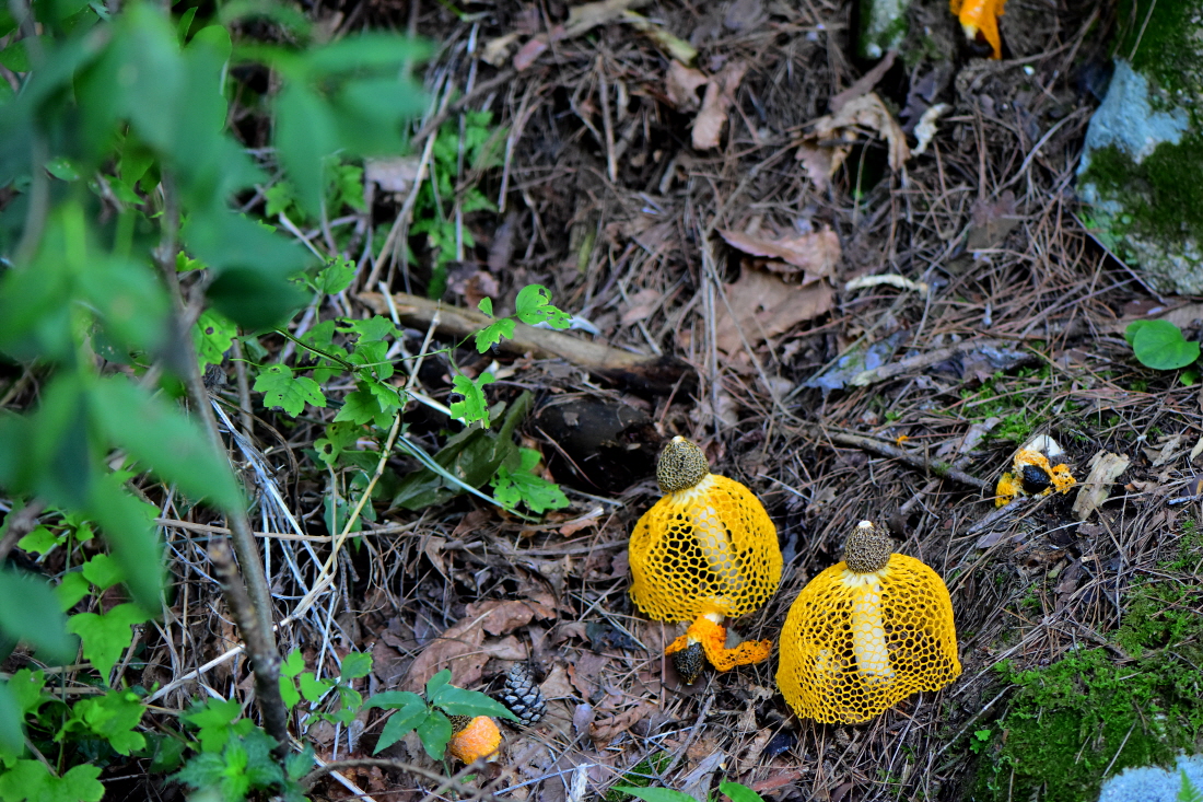 DSC_0011.JPG