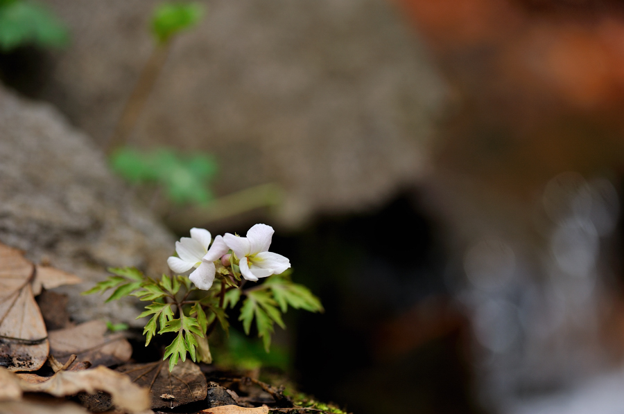 남산제비꽃129f.jpg