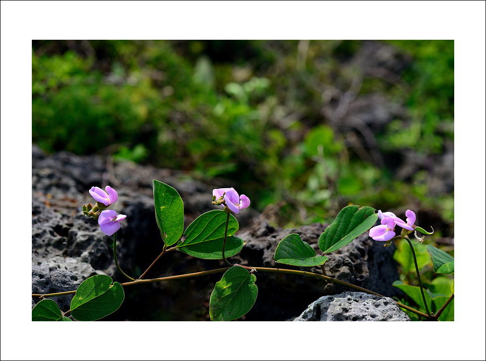 DSC_9637.jpg