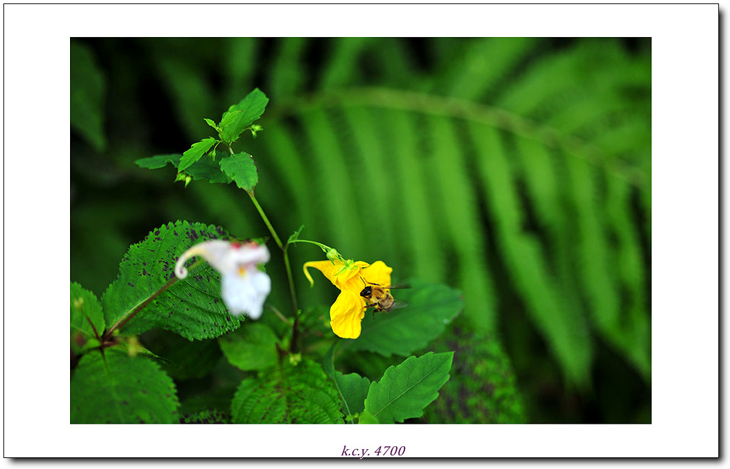 KCY_4377.jpg